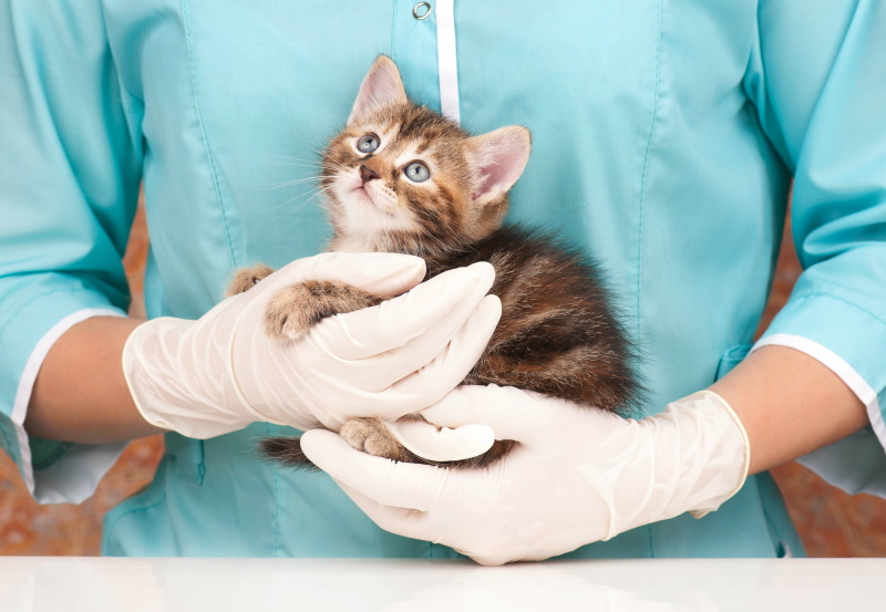 Cute little kitten in hands at the veterinarian over white background - Vorteilhaft Leben - Vorteilhaft Leben