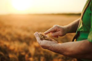 Senior farmer in his field and controls wheat. Farmer in field. - Vorteilhaft Leben - Vorteilhaft Leben