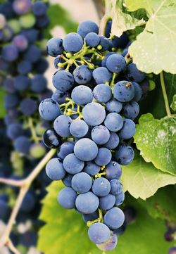 wein - Vorteilhaft Leben