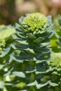 Rhodiola rosea blooming closeup outdoors horizontal - Vorteilhaft Leben - Vorteilhaft Leben