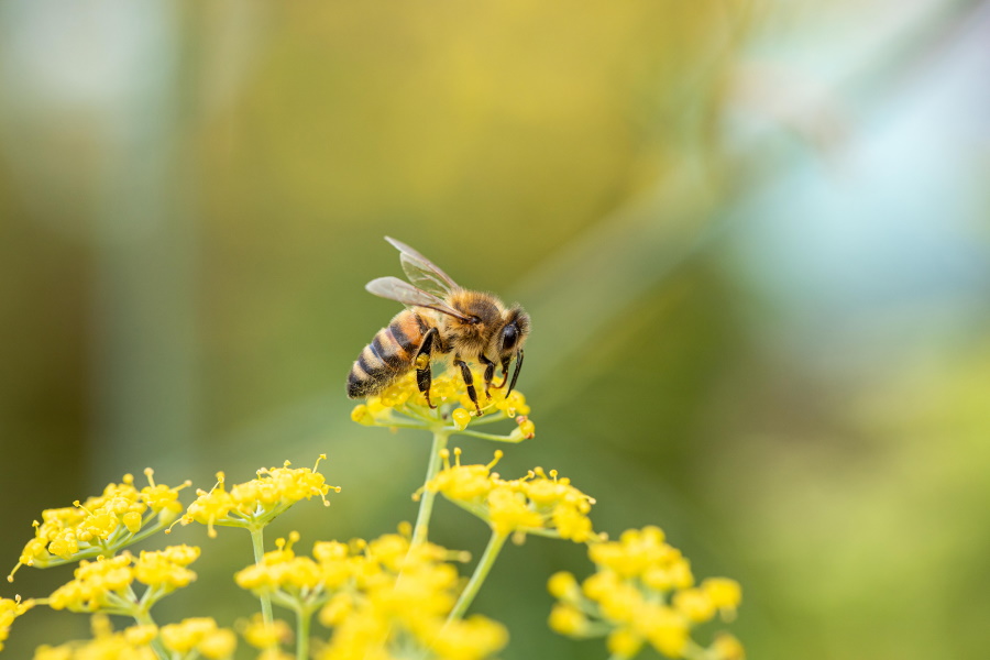 PM22_TGG_Bienenschutz_B1 - Vorteilhaft Leben - Vorteilhaft Leben