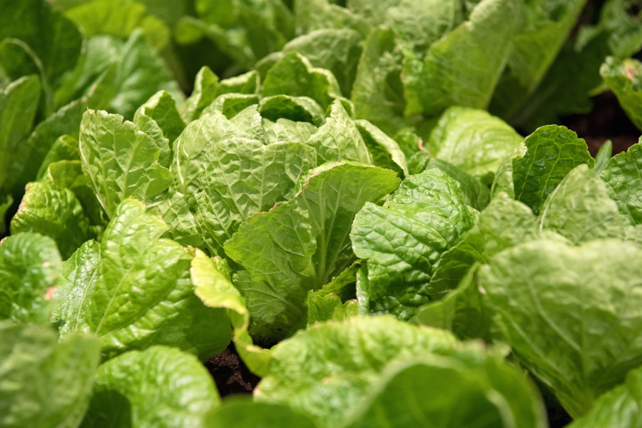 Salate fürs Gemüsebeet - Vorteilhaft Leben - Vorteilhaft Leben