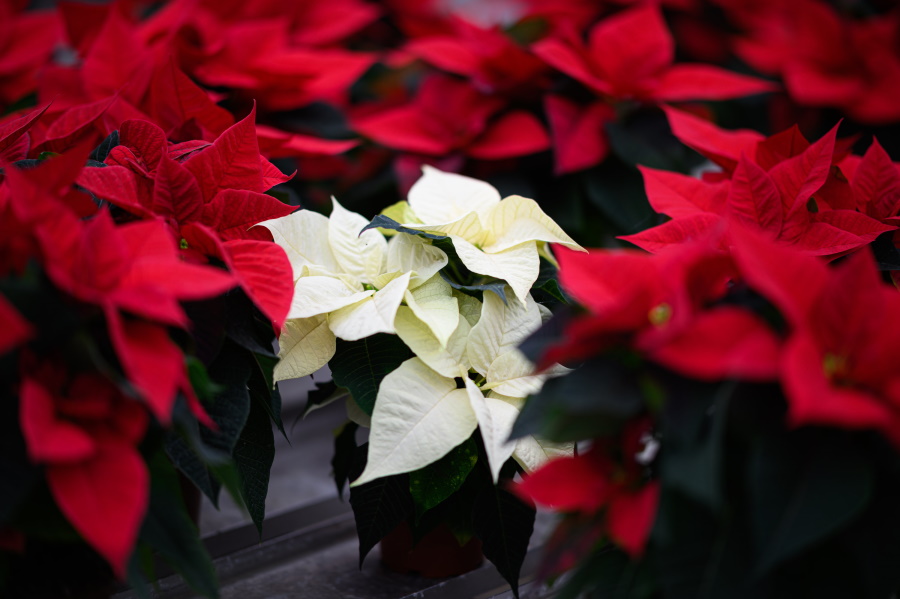 weihnachtsstern - Vorteilhaft Leben - Vorteilhaft Leben