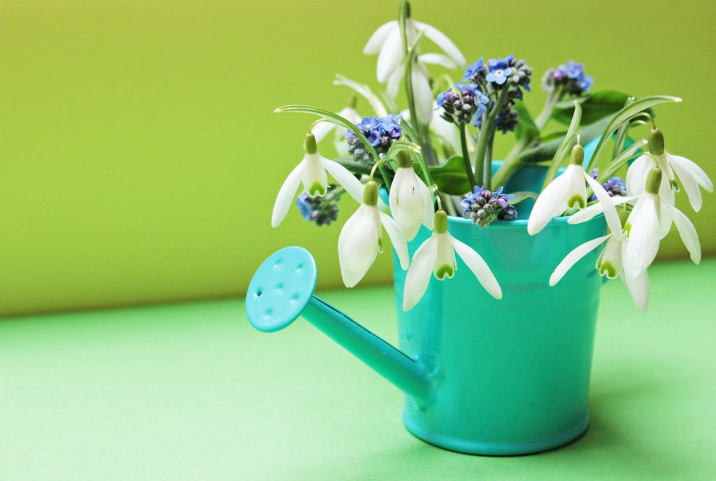snowdrop-g11b85c9e8_1920 - Vorteilhaft Leben - Vorteilhaft Leben