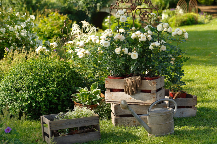 Bild mit Bepflanzung weißer Rosen