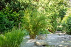 Der Asia-Garten zeigt mit Bambus, anderen Gräsern und Formgehölzen viel Grün.
