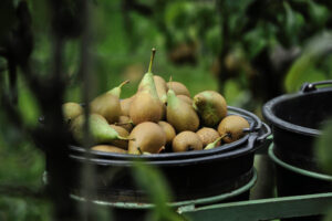 Trend-Baum Birne Tipps für Garten und Hauswand - Vorteilhaft Leben - Vorteilhaft Leben Birnen der Sorte Conference.