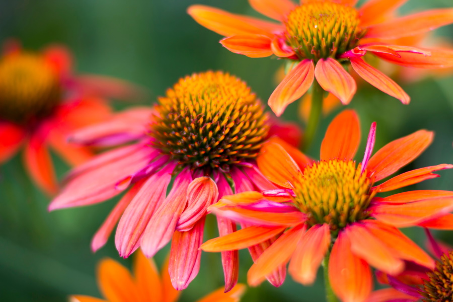 Echinacea