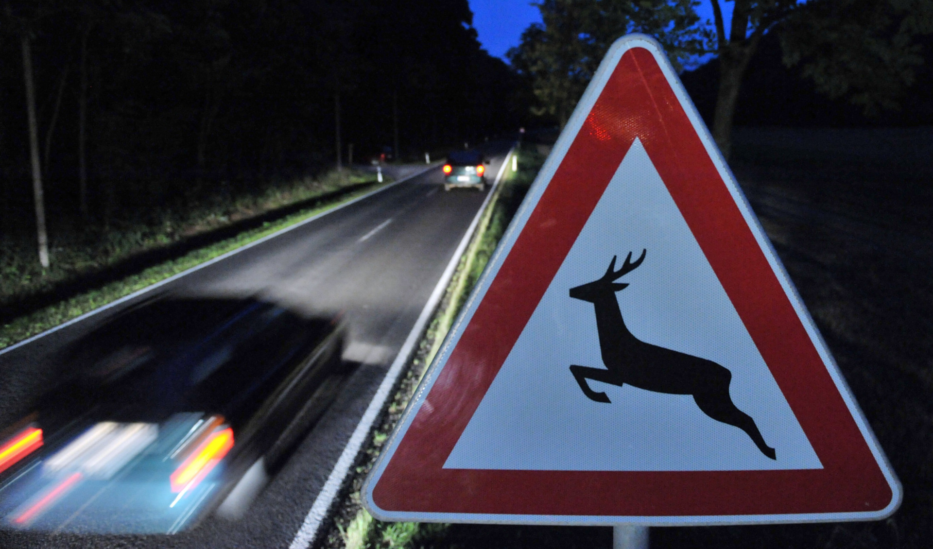 Diese drei Dinge sind nach einem Wildunfall tabu - Vorteilhaft Leben - Vorteilhaft Leben Wildwechsel: Im Herbst ist besondere Vorsicht geboten.