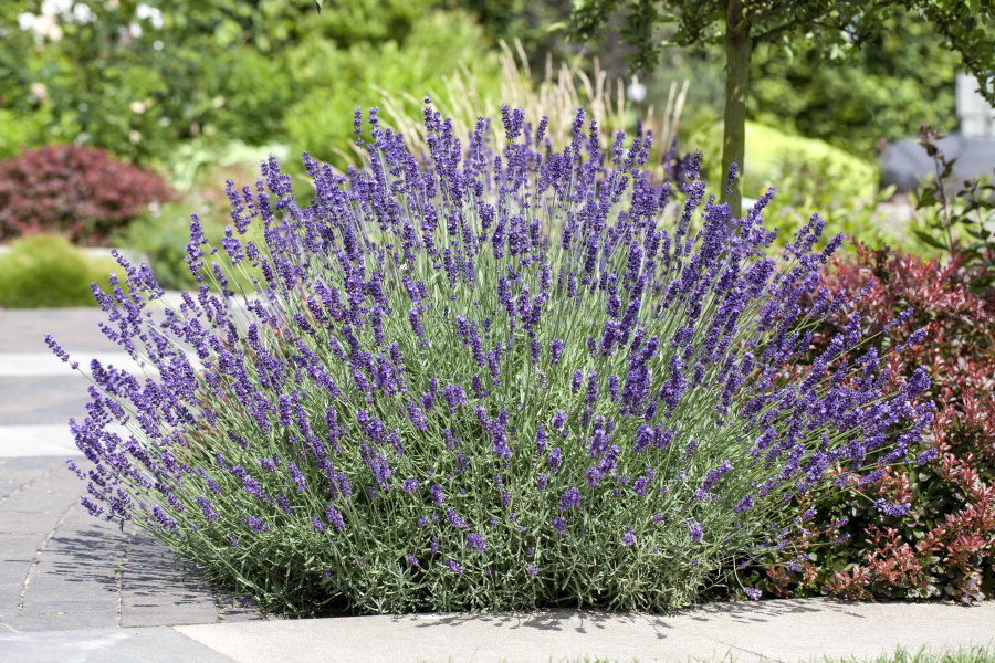 PM23_TGG_Heilpflanzen_B4 - Vorteilhaft Leben - Vorteilhaft Leben Lavendel ist ein mediterraner Kleinstrauch mit entspannendem Duft.