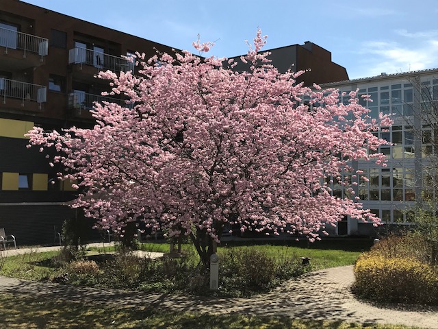 Die japanische Zierkirsche im Garten verbreitet bereits Frühlingslaune.