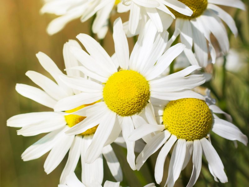 In den hübschen weißen Kamillenblüten stecken viele wirksame Inhaltsstoffe. 
Foto: djd/Kamillosan/iStockphoto/Irina